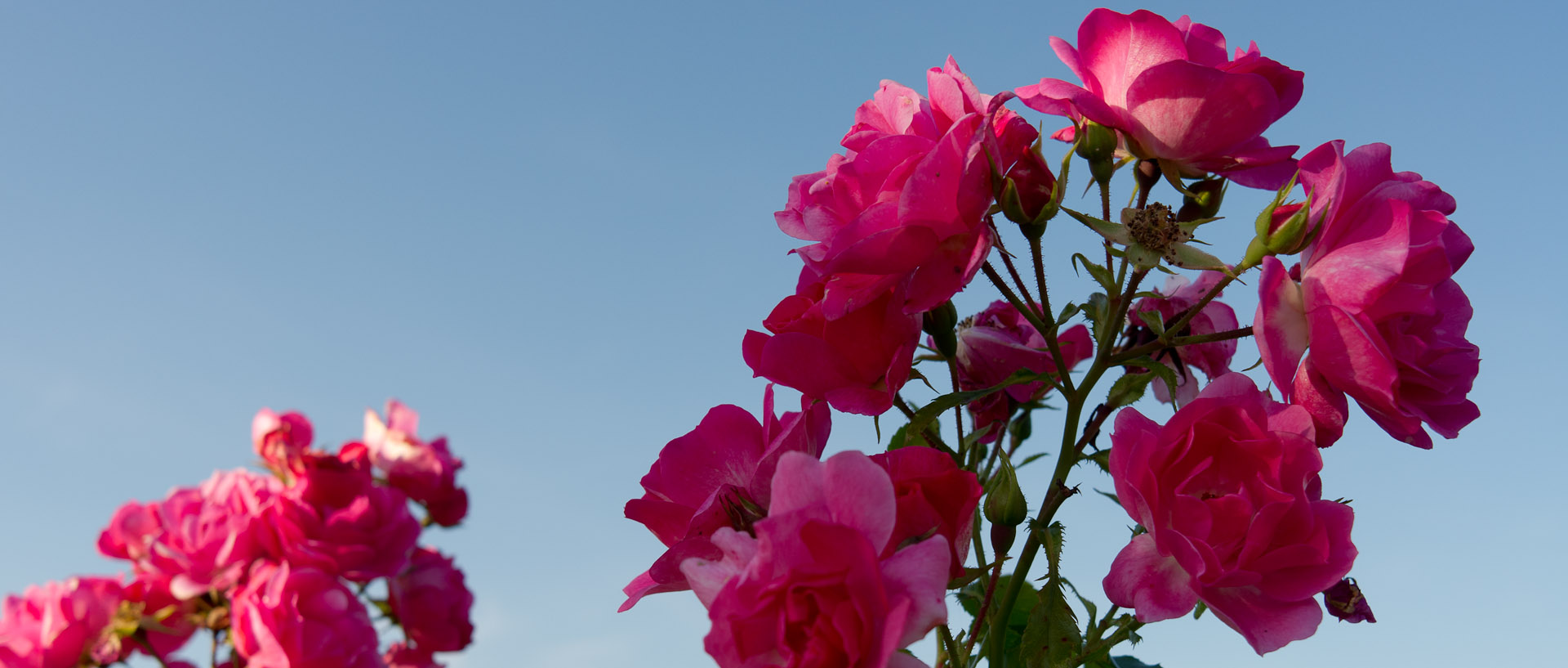 Fleurs dans les jardins des Compagnons des quatre saisons, à Wambrechies.