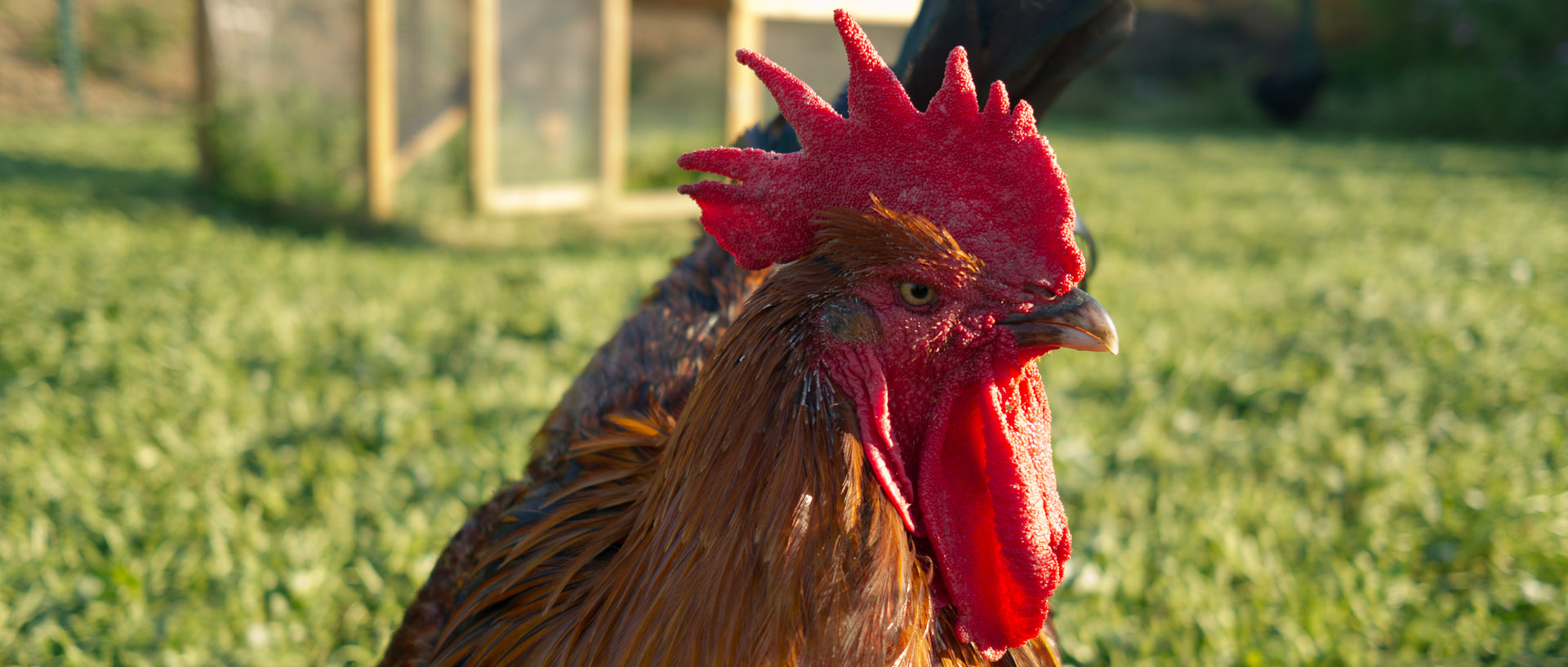 Coq dans les jardins des Compagnons des quatre saisons, à Wambrechies.