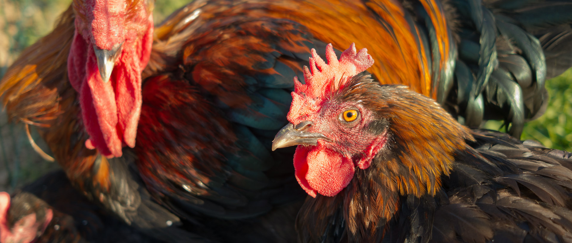 Poule dans les jardins des Compagnons des quatre saisons, à Wambrechies.