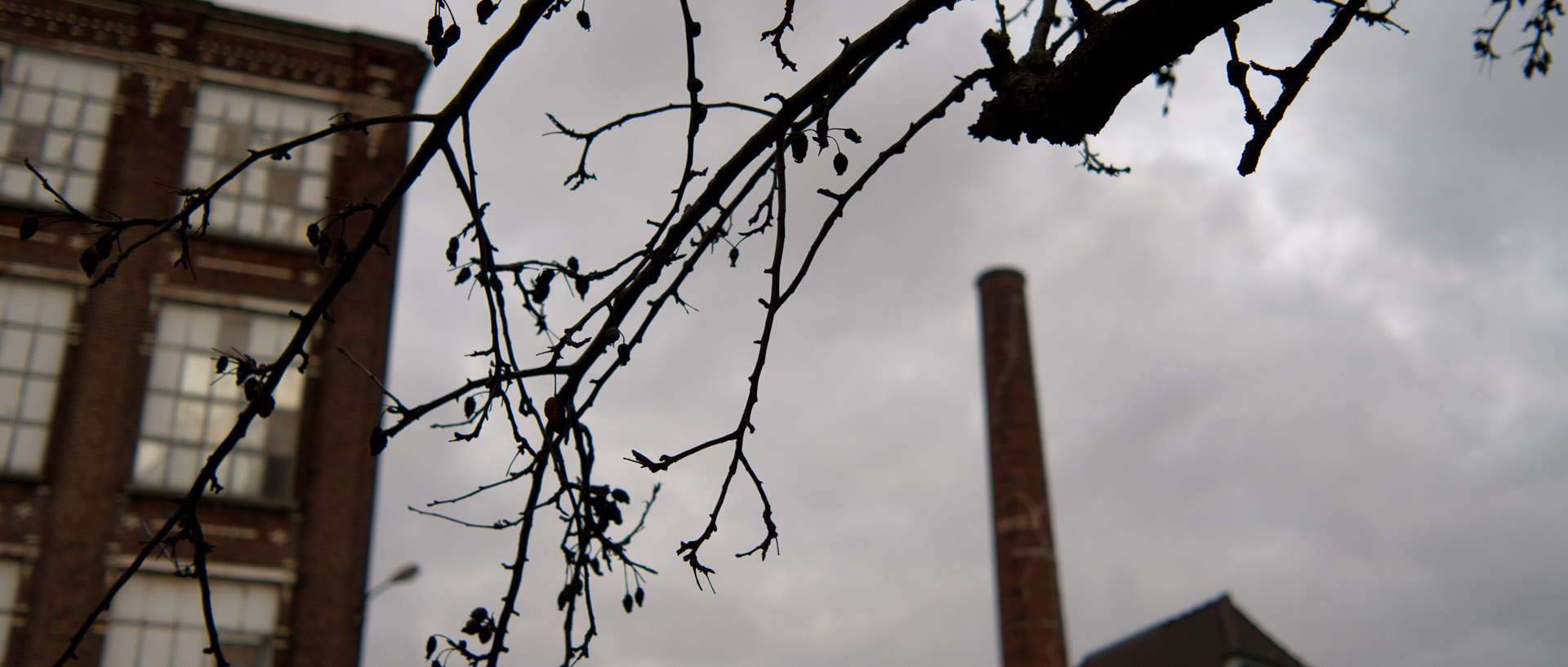 Gros plan sur une branche d'arbre, devant une usine, boulevard Industriel, chaussée Pierre-Curie, à Tourcoing.