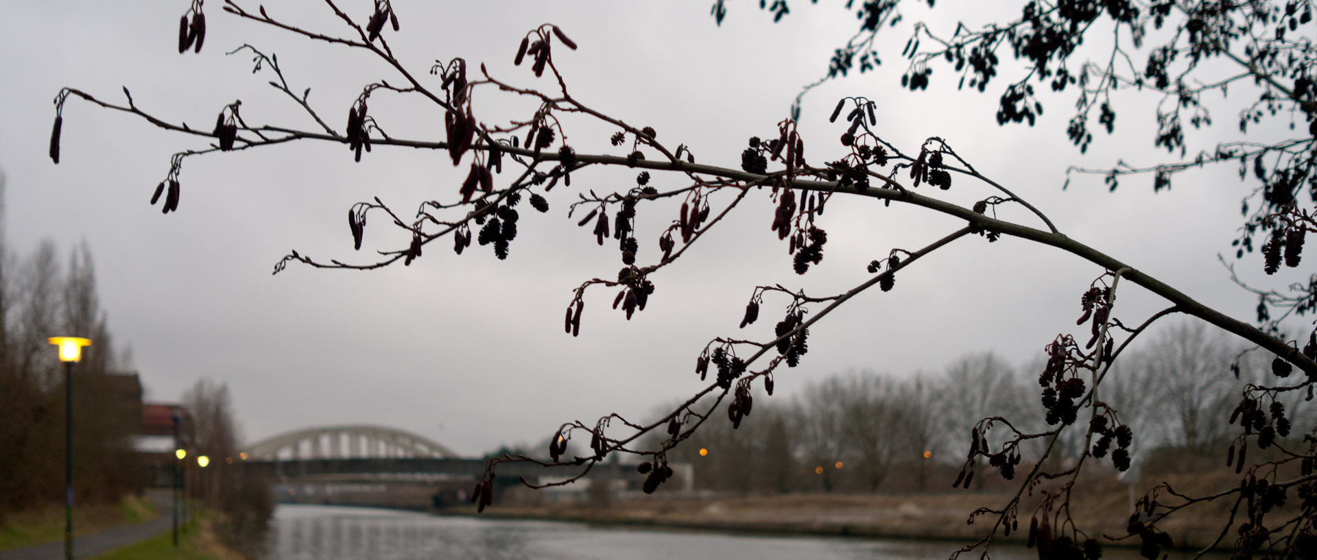 Branche d'arbre devant la Deule, à Marquette lez Lille.