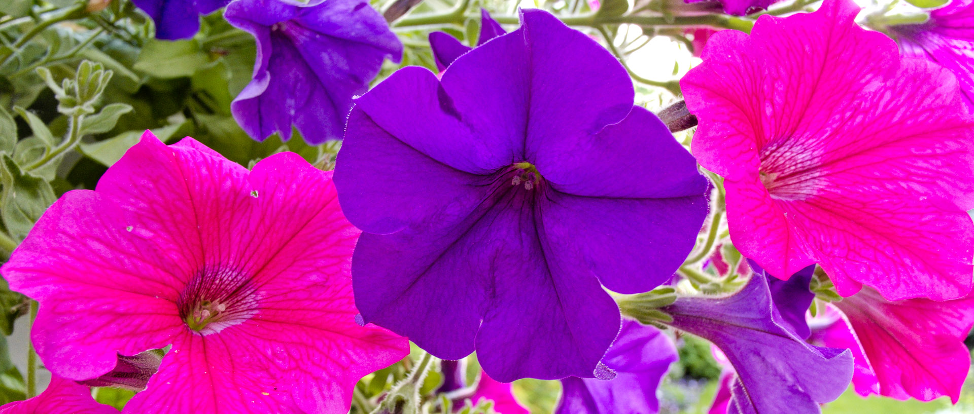 Fleurs, à Croix.