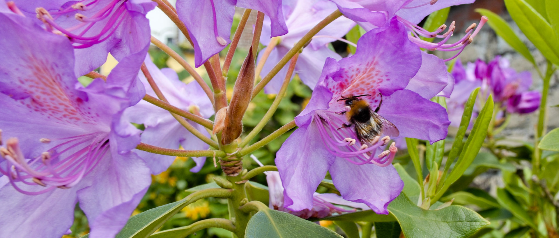 Fleurs et bourdon, à Croix.