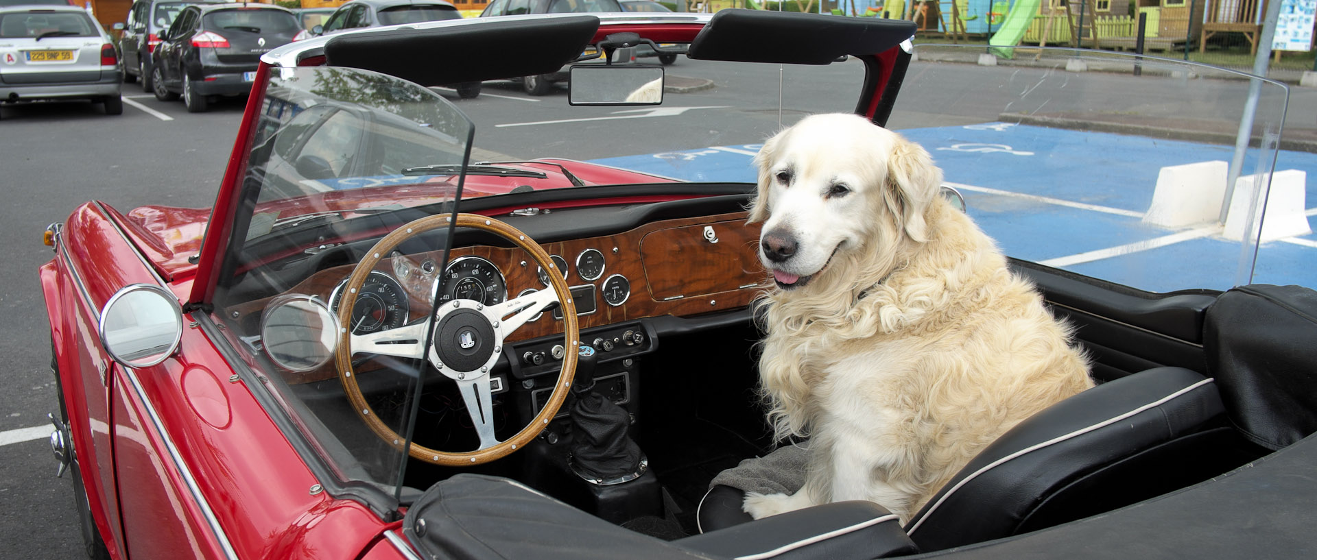 Chien dans une voiture de sport décapotable, sur un parking, à Bondues.