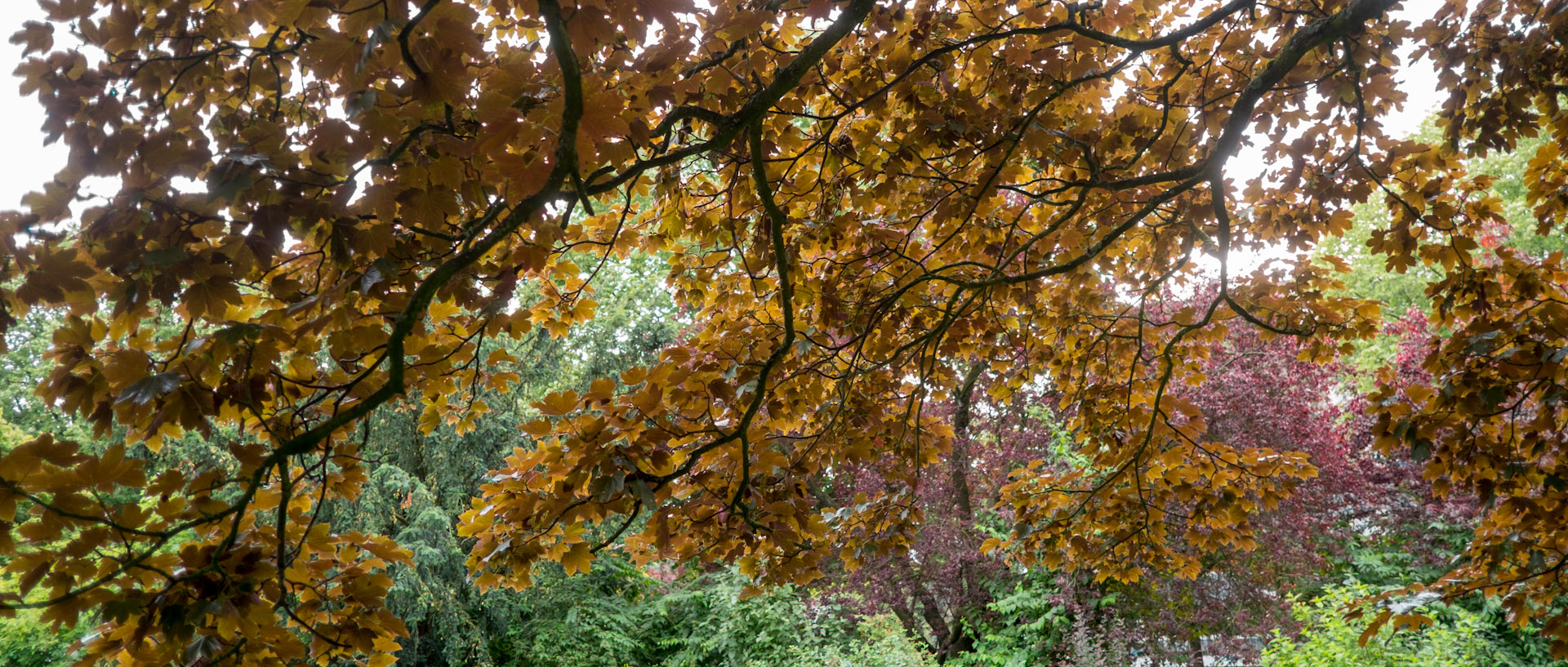 Feuillage, parc Barbieux, à Roubaix.