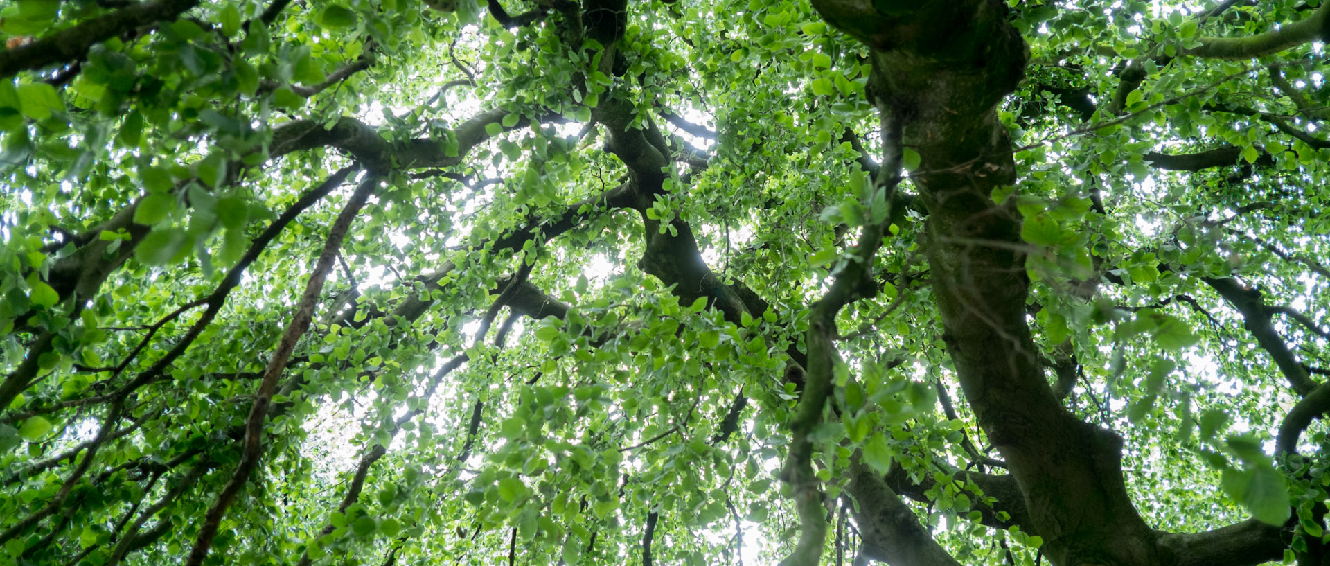 Arbres, parc Barbieux, à Roubaix.