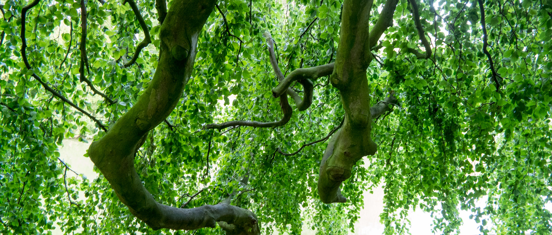 Arbres, parc Barbieux, à Roubaix.