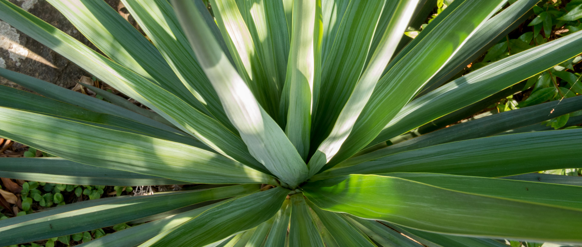 Cactus à l'île du Levant.