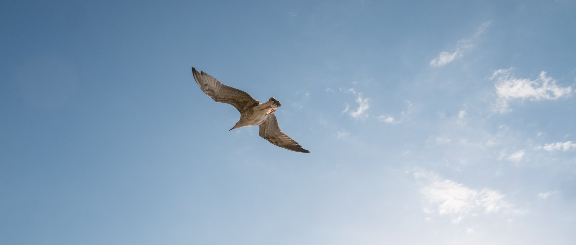 Mouette dans le ciel de l'île du Levant.