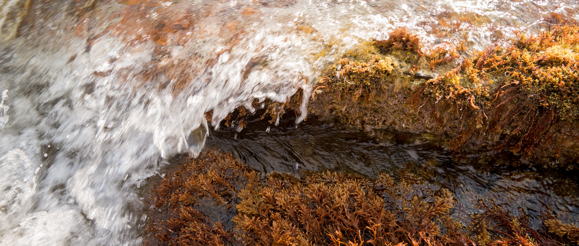 Vagues sur des algues, à l'île du Levant.