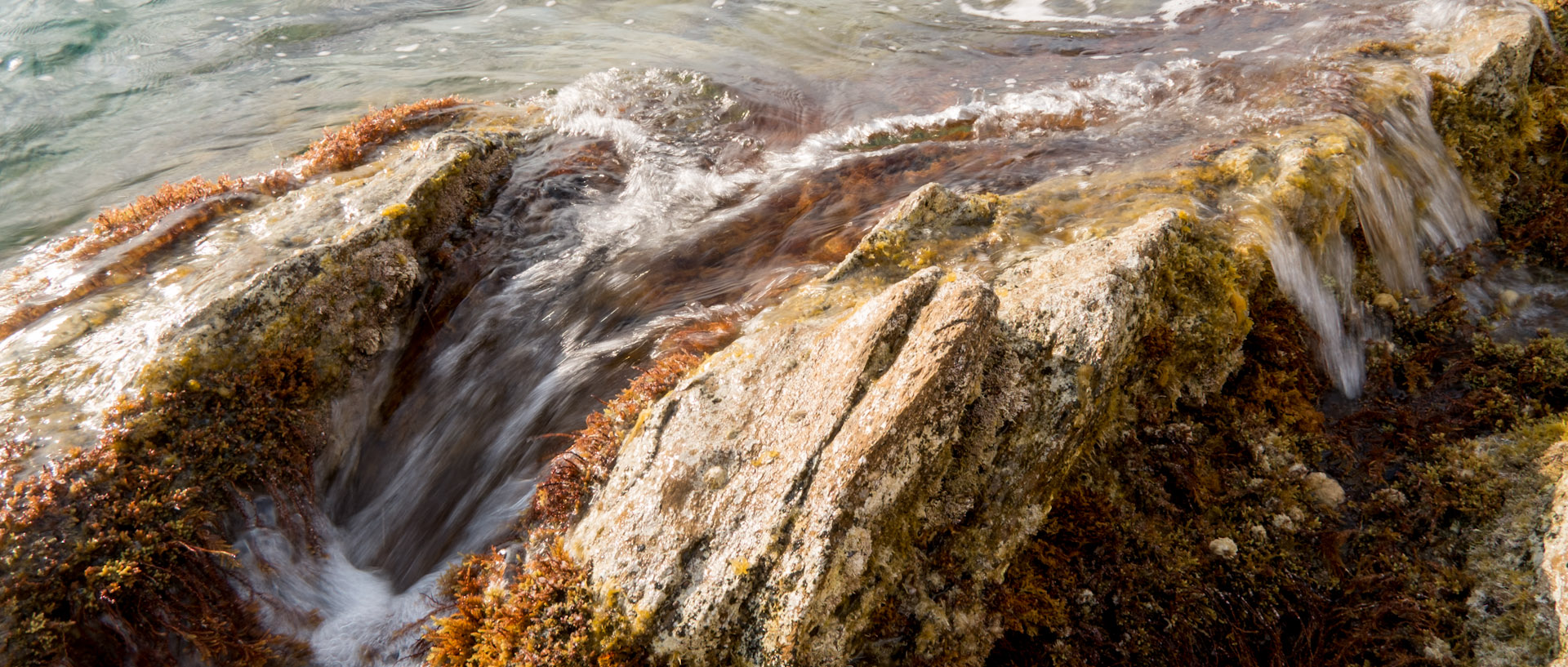 Vagues sur des algues, à l'île du Levant.