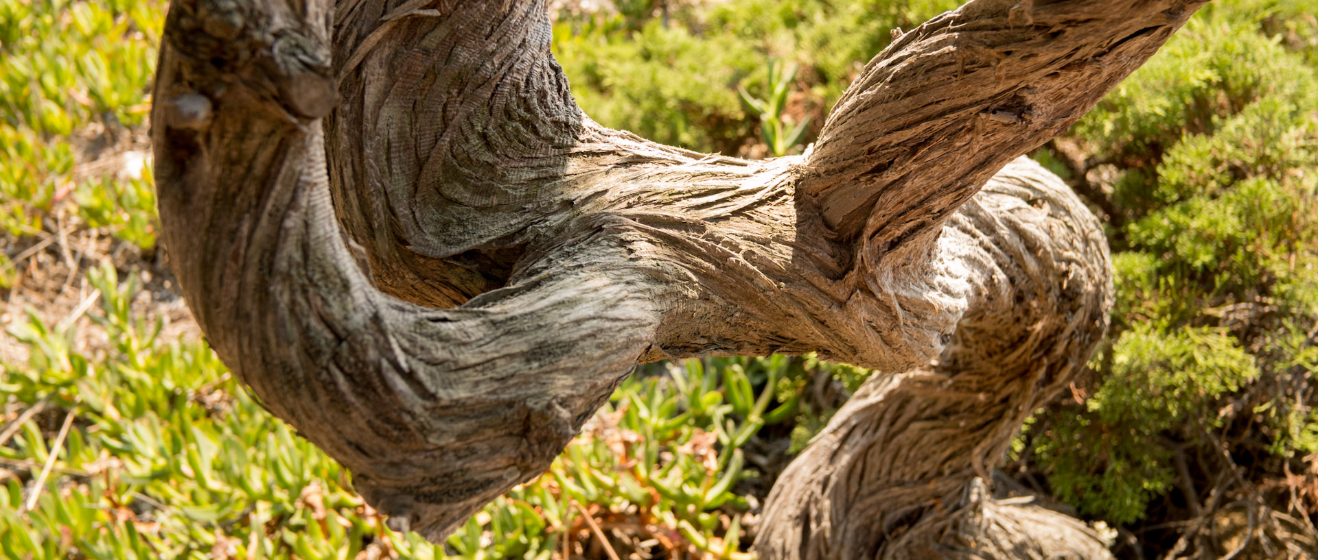 Tronc d'arbre, à l'île du Levant.