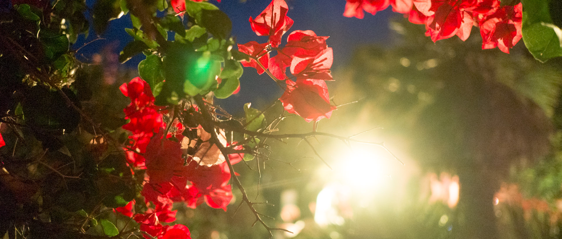 Bougainvilliers, place du village d'Héliopolis, à l'île du Levant.