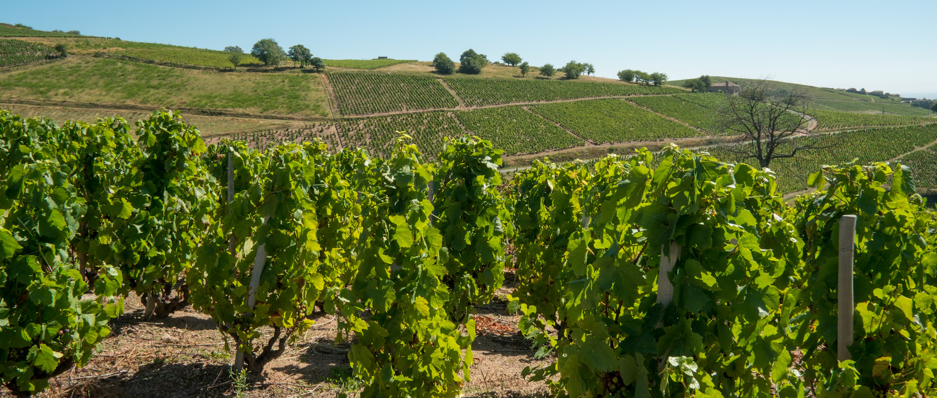 Vignes du Château de Javernand, à Chiroubles.