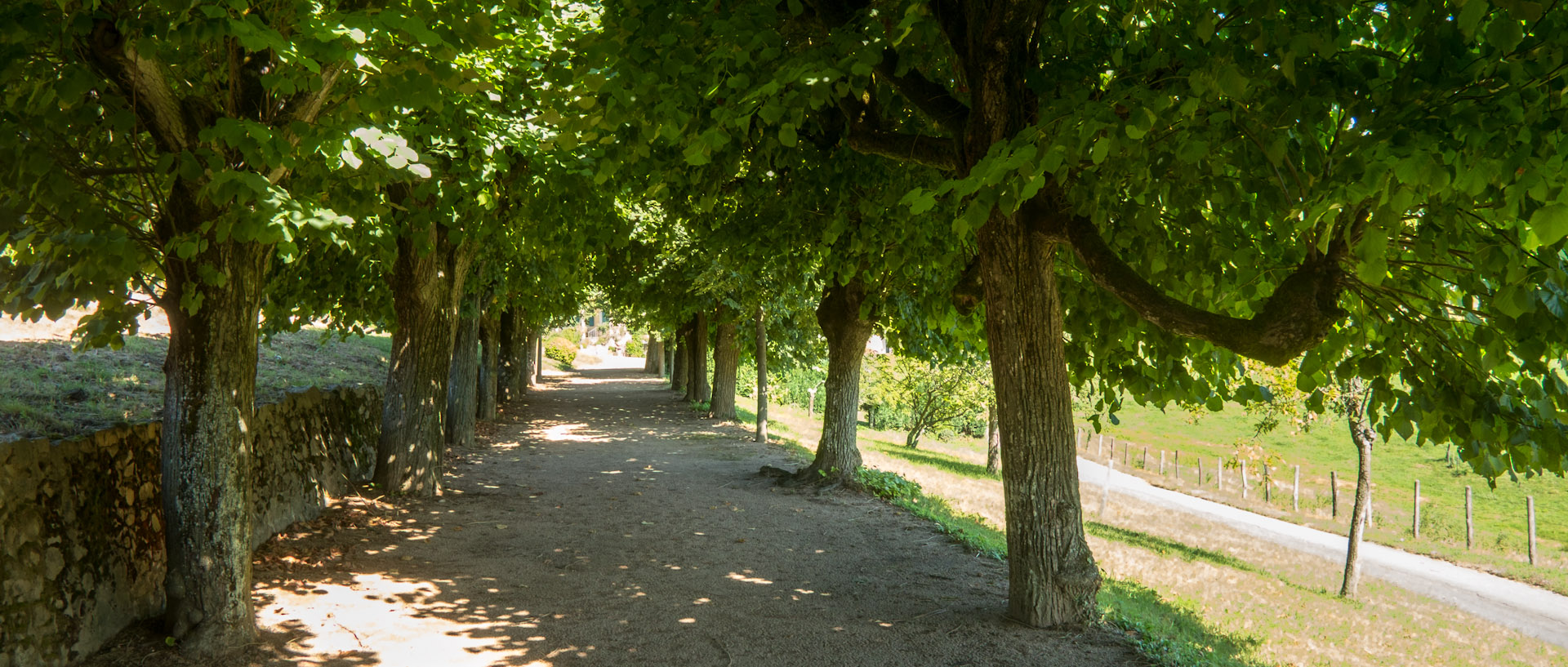 Allée de Tilleuls, au Château de Javernand, à Chiroubles.