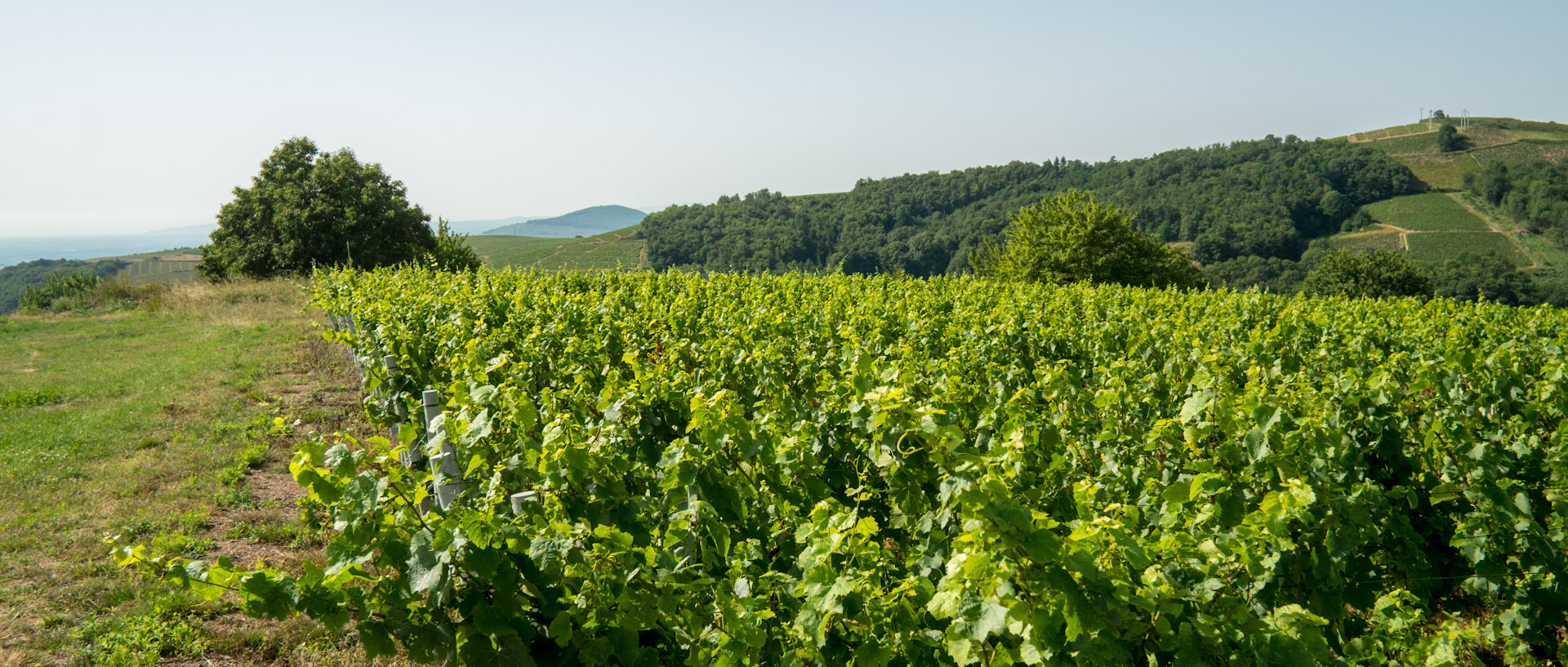 Vignes du Château de Javernand, à Chiroubles.