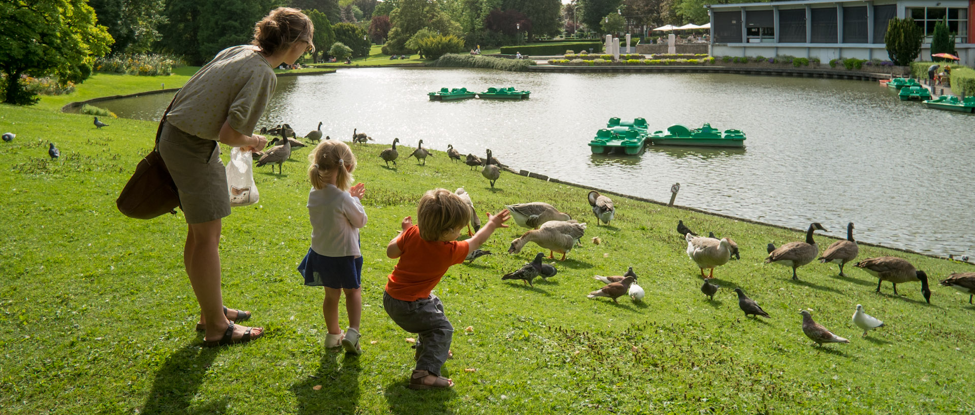 Danse des canards, parc Barbieux, à Roubaix.