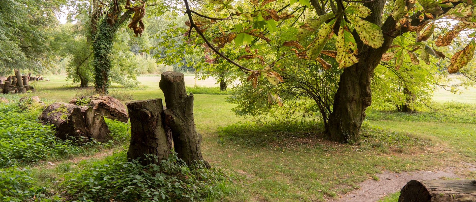 Le bois de la Deûle, à Lille.