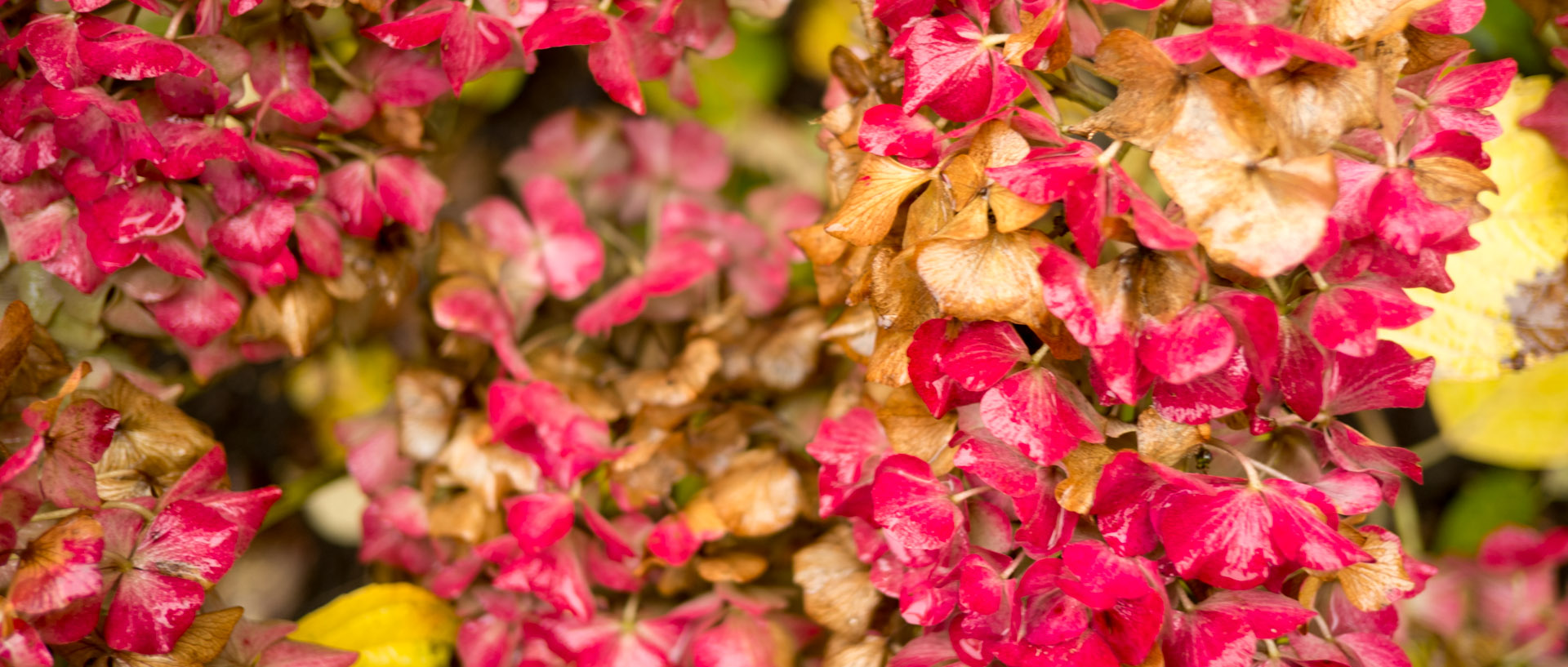 Fleurs fanées, à Croix.