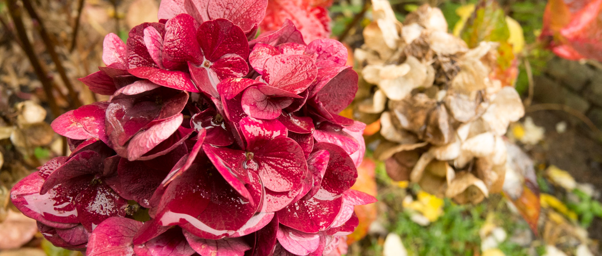 Fleurs fanées, à Croix.