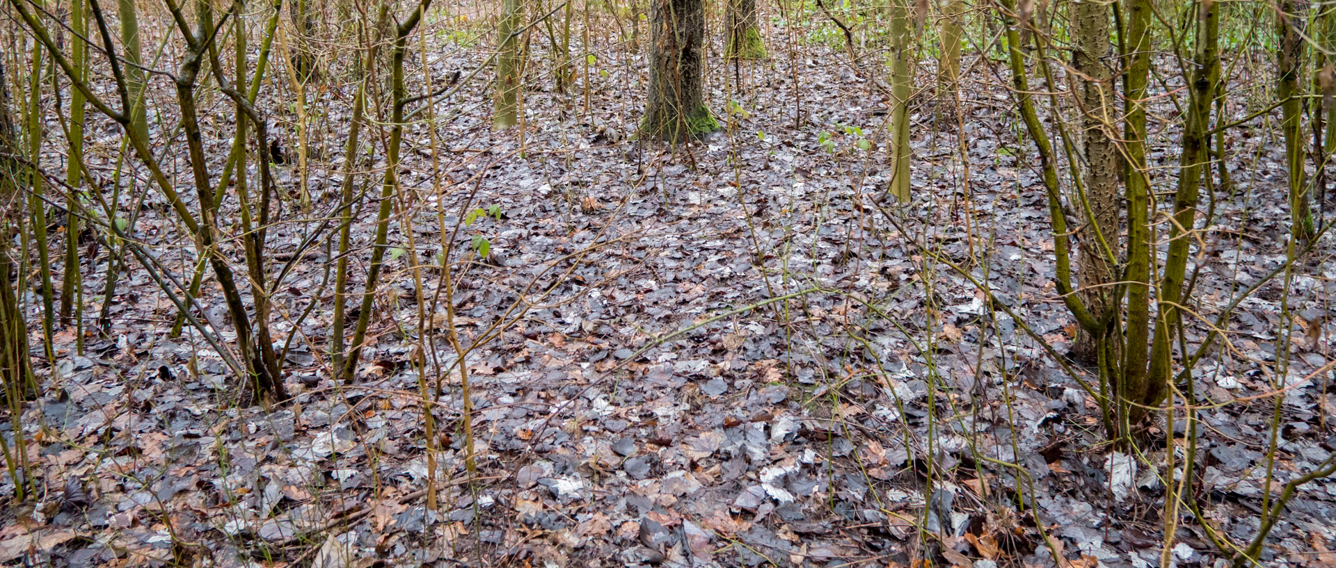 Feuilles mortes sur la colline des Marchenelles, à Villeneuve d'Ascq.