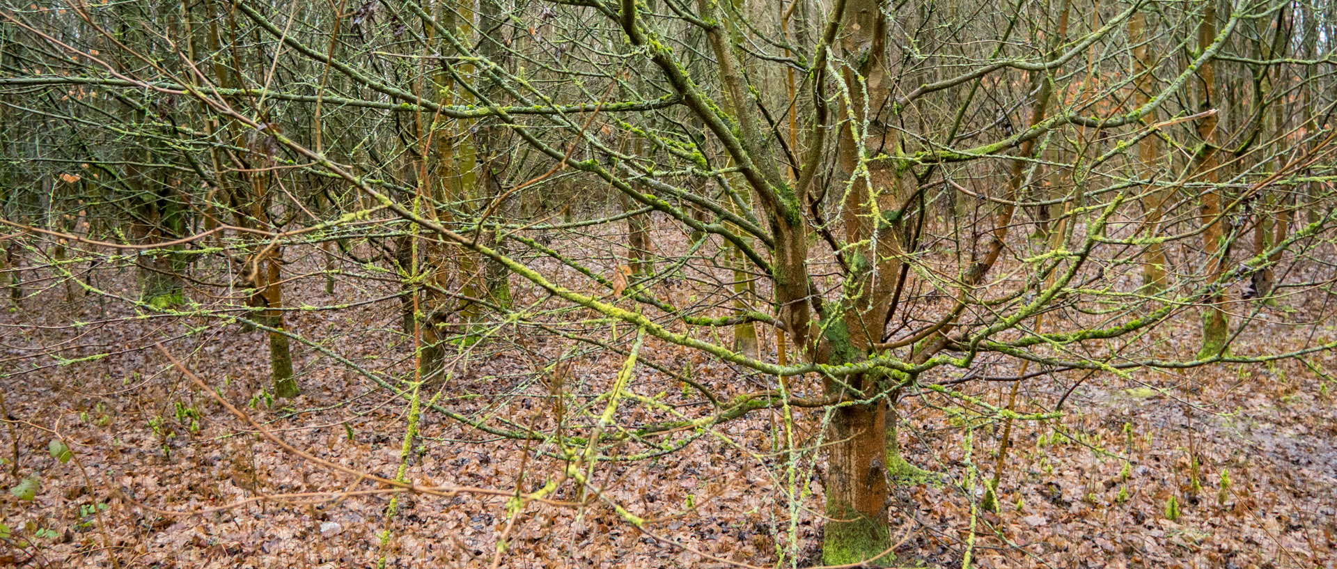 Arbres dénudés sur la colline des Marchenelles, à Villeneuve d'Ascq.