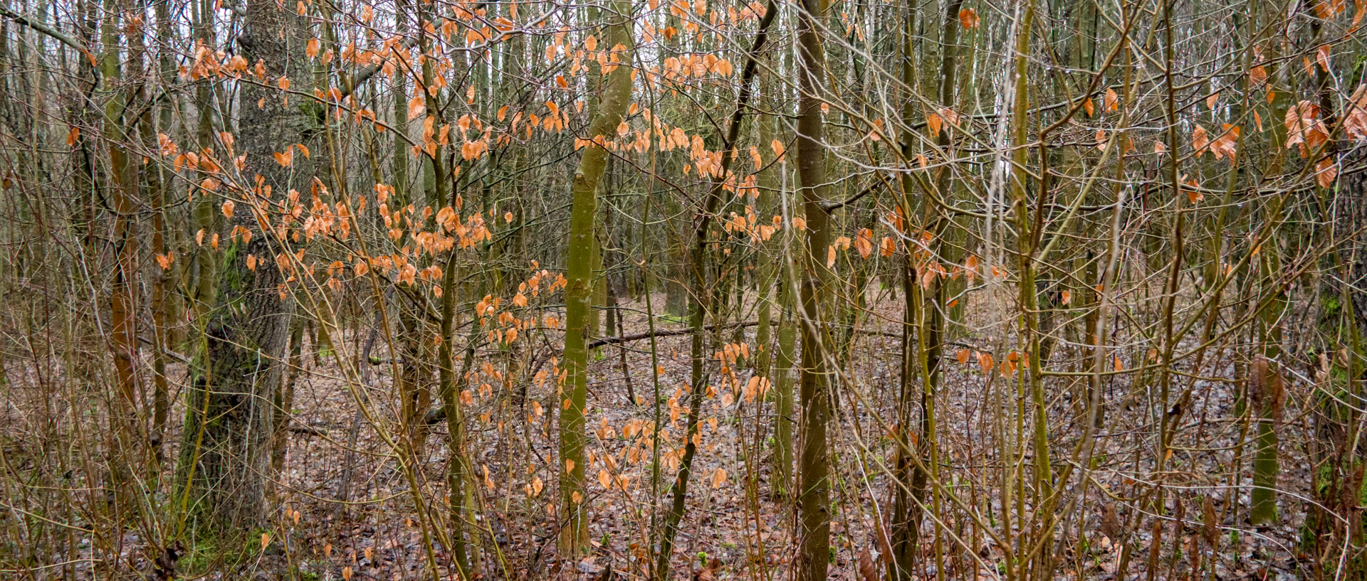 Arbres dénudés et feuilles mortes sur la colline des Marchenelles, à Villeneuve d'Ascq.