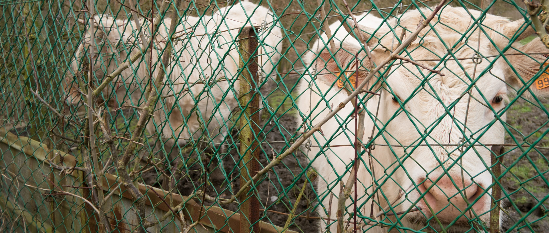 Vaches, dans la banlieue de Lille.