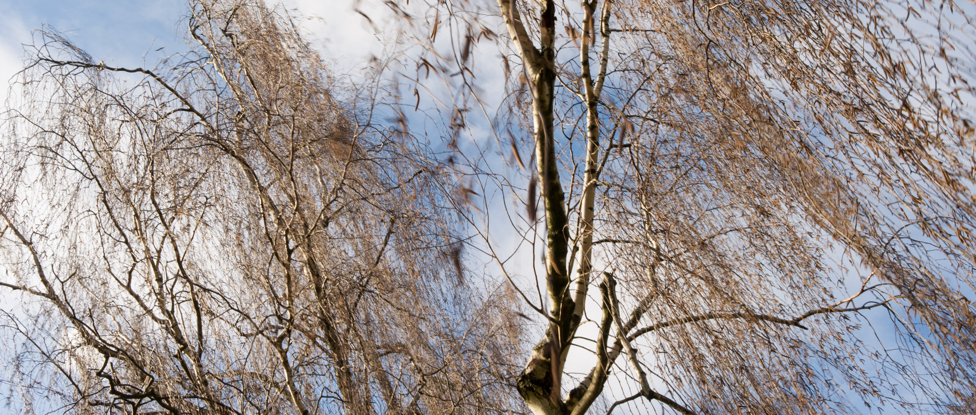 Arbres dans le parc Barbieux, à Roubaix.