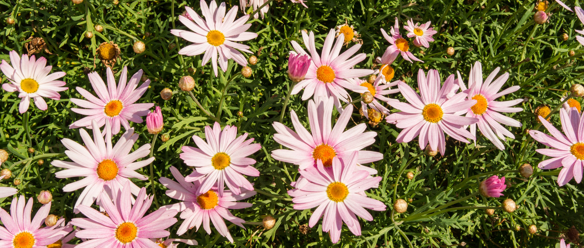 Fleurs sur l'île du Levant.