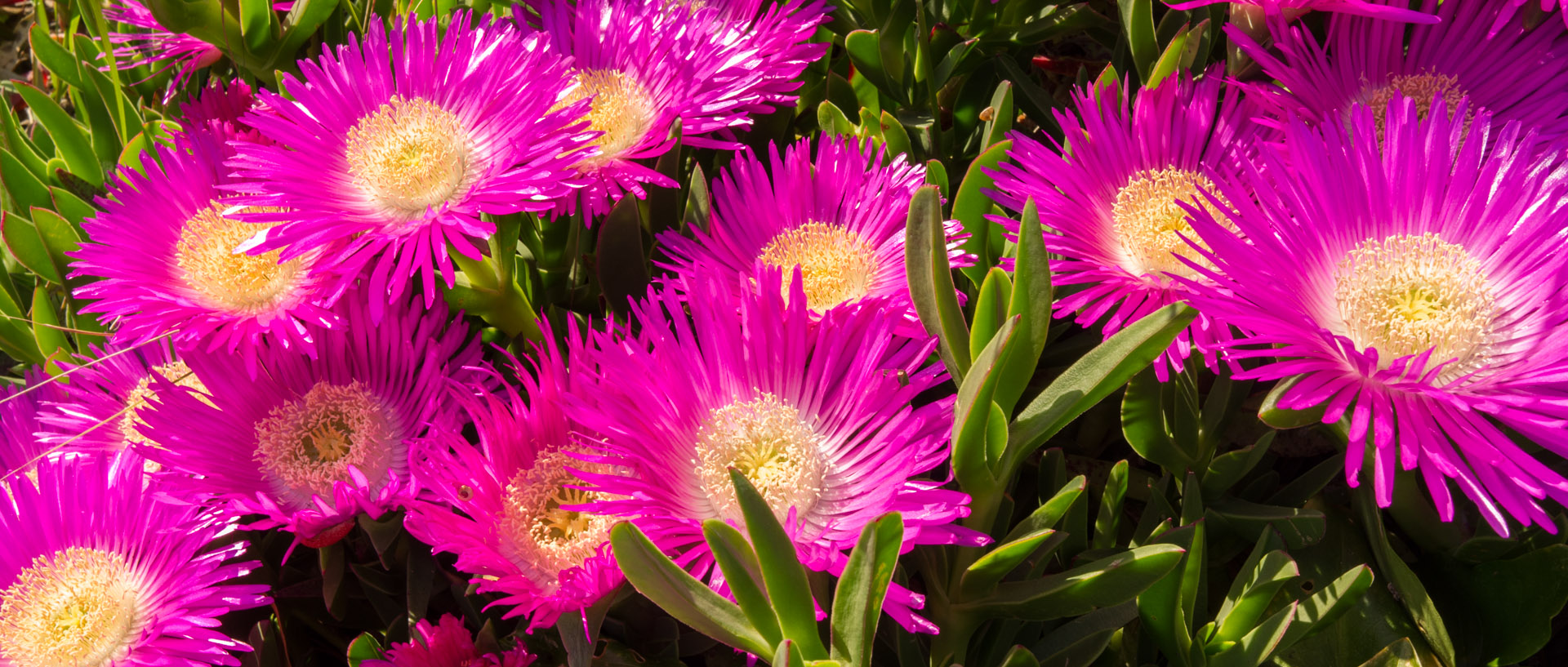 Fleurs sur l'île du Levant.