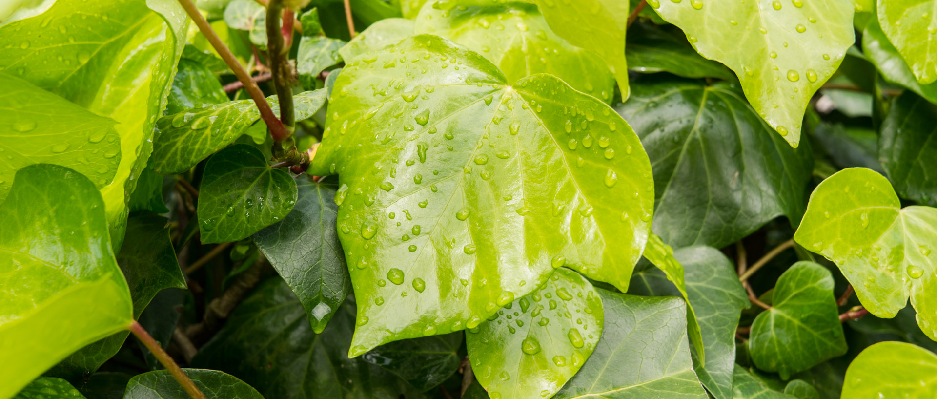 Feuilles après la pluie, à l'île du Levant.