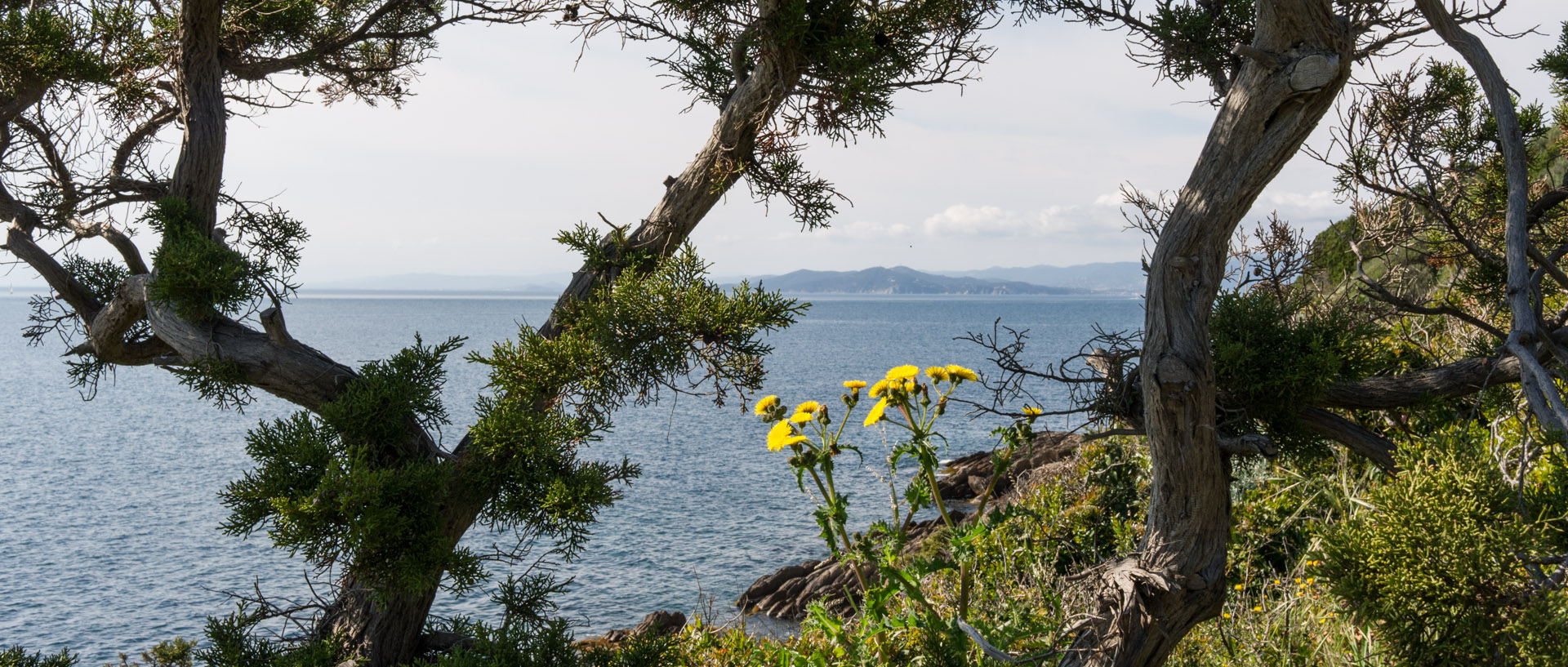 Végétation, à l'île du Levant.