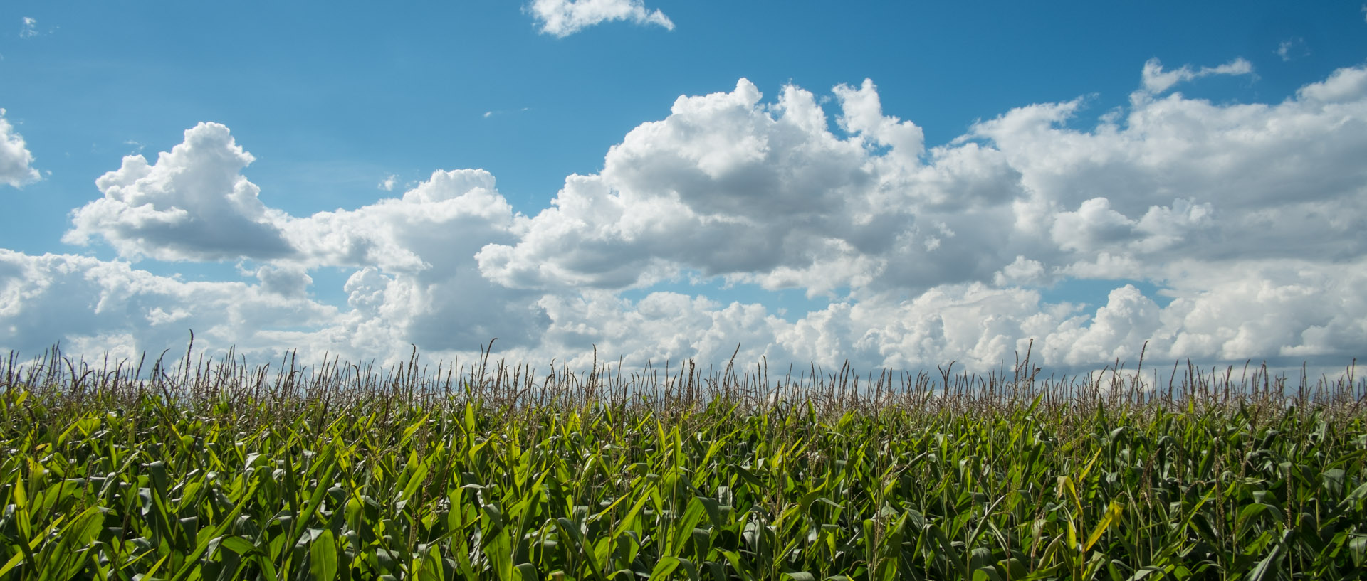 Dimanche 8 septembre 2013, 15:11, Flandre