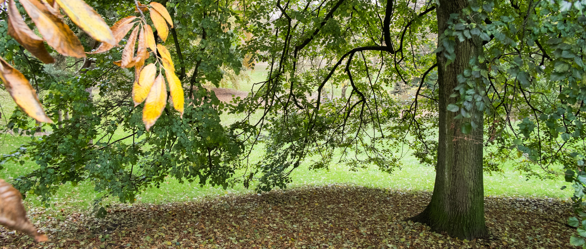 Vendredi 22 novembre 2013, 16:06, parc, Mouvaux