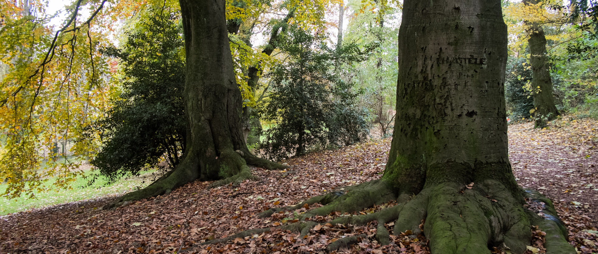 Vendredi 22 novembre 2013, 16:14, parc, Mouvaux