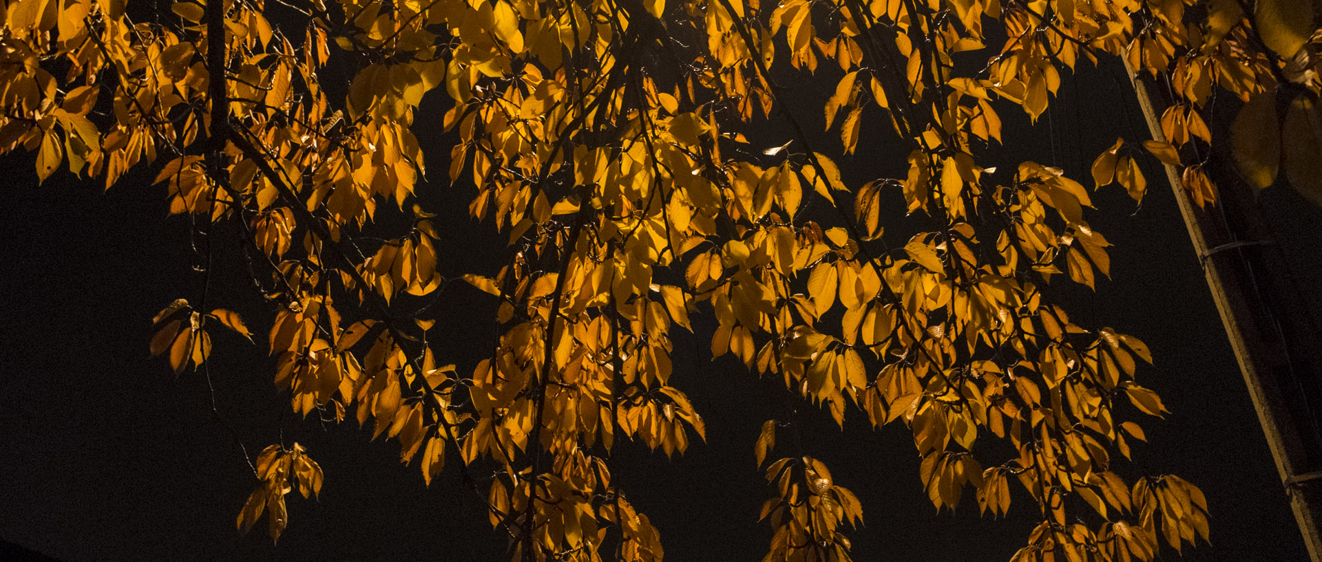 Lundi 17 novembre 2014, 19:16, rue du Quesne, Marcq en Baroeul