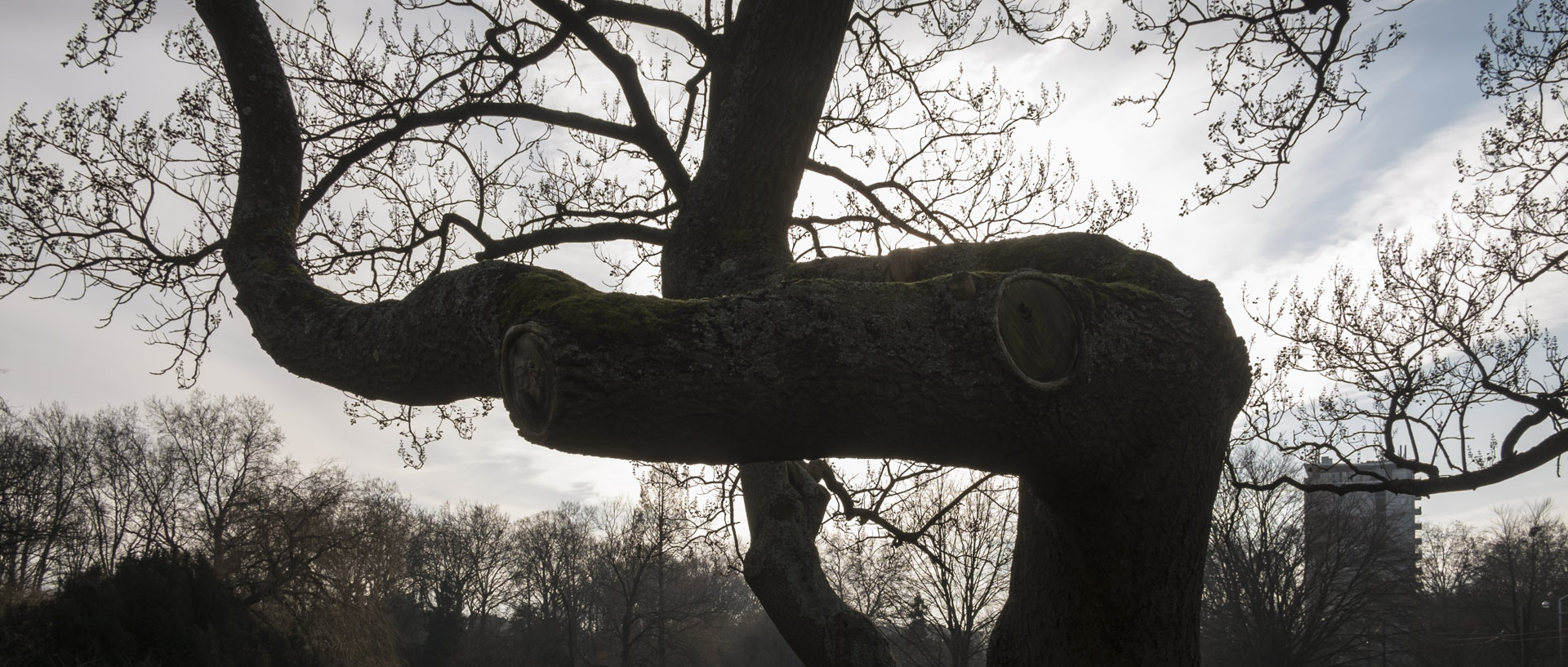 Mercredi 21 janvier 2015, 14:26, parc Barbieux, Roubaix