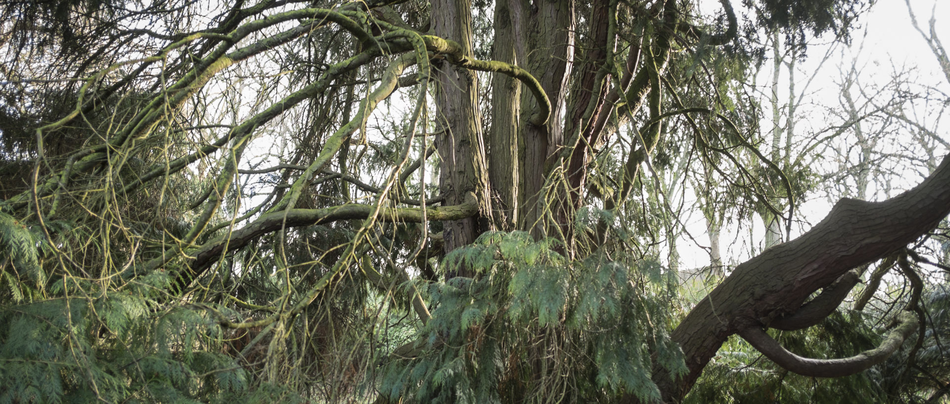 Mercredi 21 janvier 2015, 14:32, parc Barbieux, Roubaix