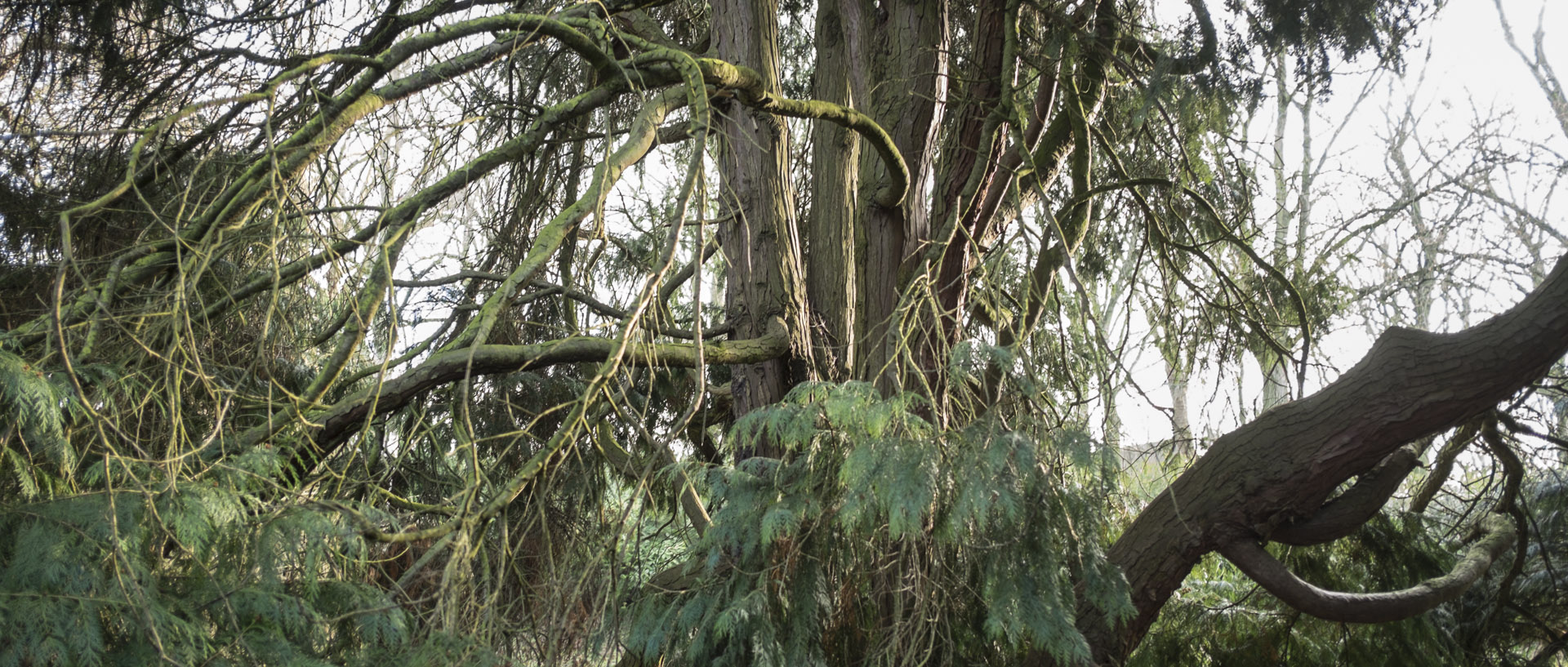 Mercredi 21 janvier 2015, 14:32, parc Barbieux, Roubaix