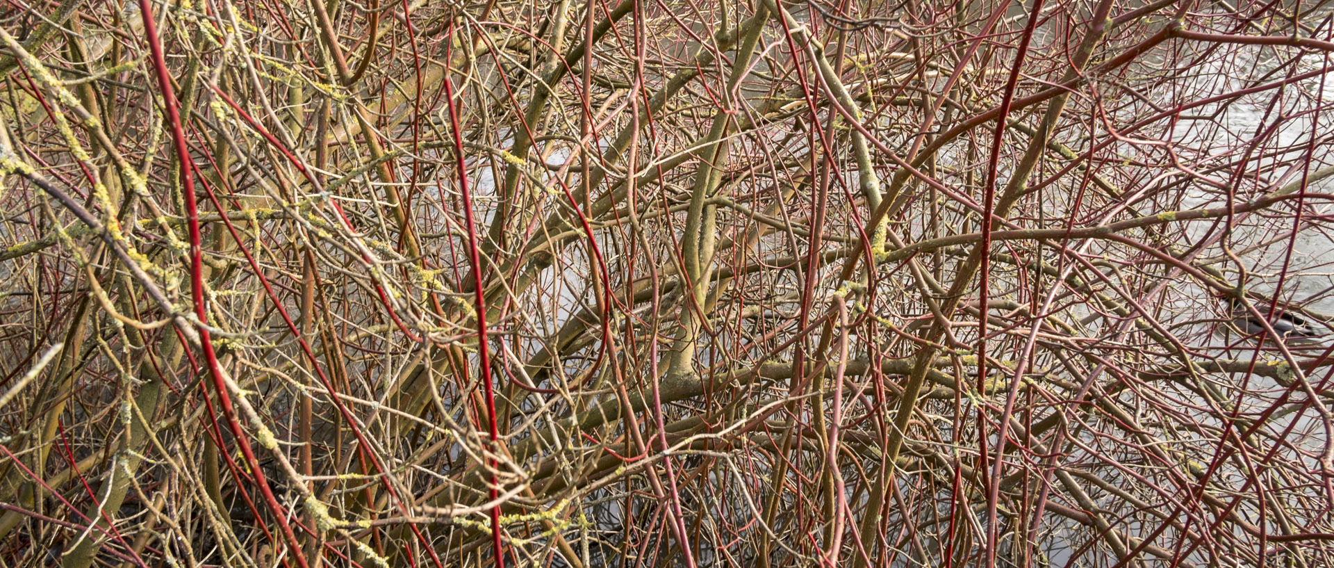 Mercredi 21 janvier 2015, 14:36, parc Barbieux, Roubaix