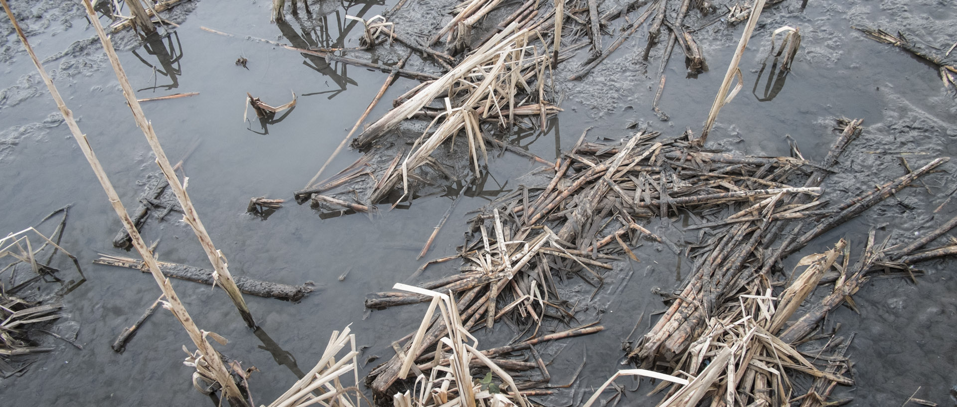 Dimanche 8 février 2015, 17:47, canal de la Marque, Wasquehal