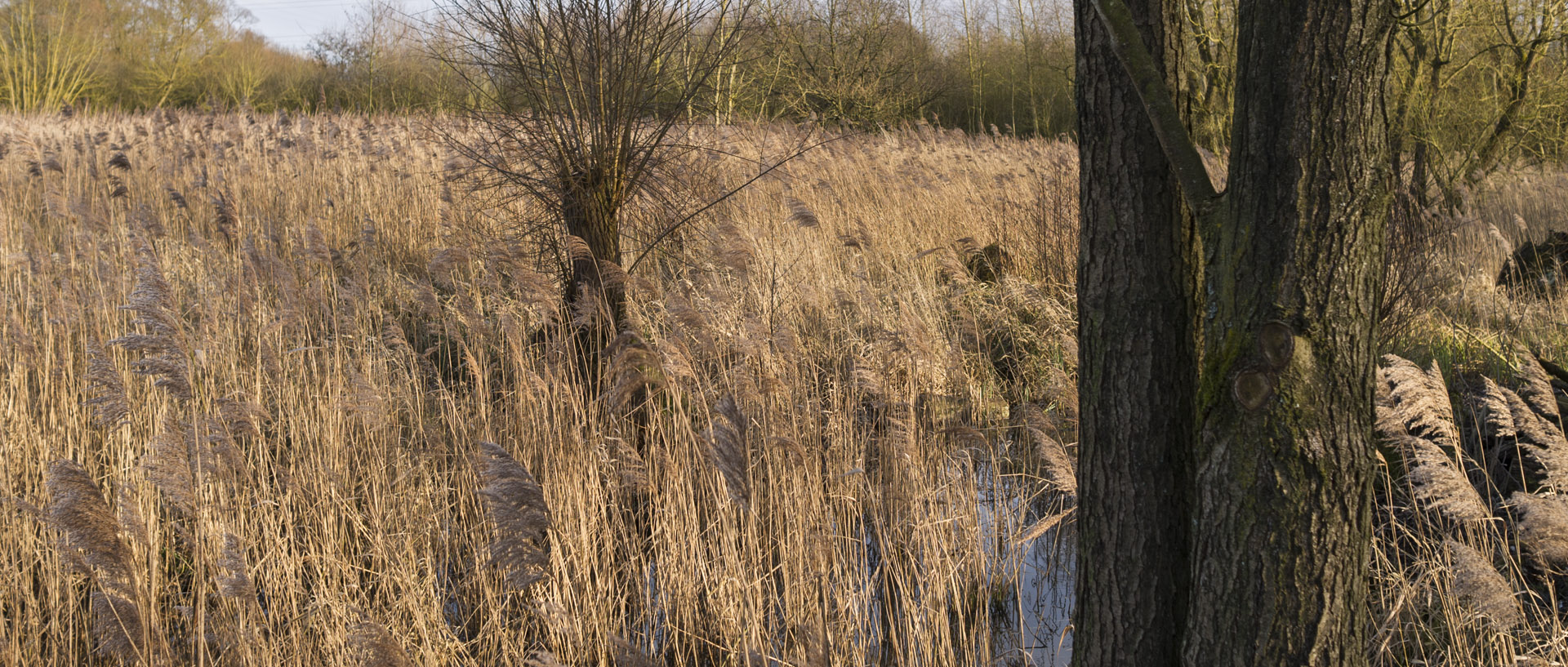 Lundi 23 février 2015, 17:18, marais de la Marque, Péronne en Mélantois