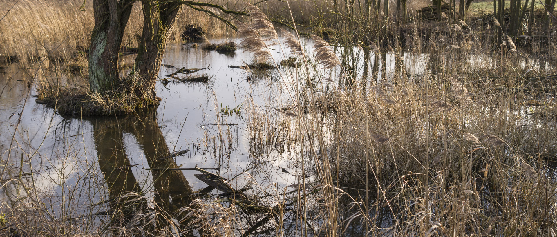 Lundi 23 février 2015, 17:18, marais de la Marque, Péronne en Mélantois