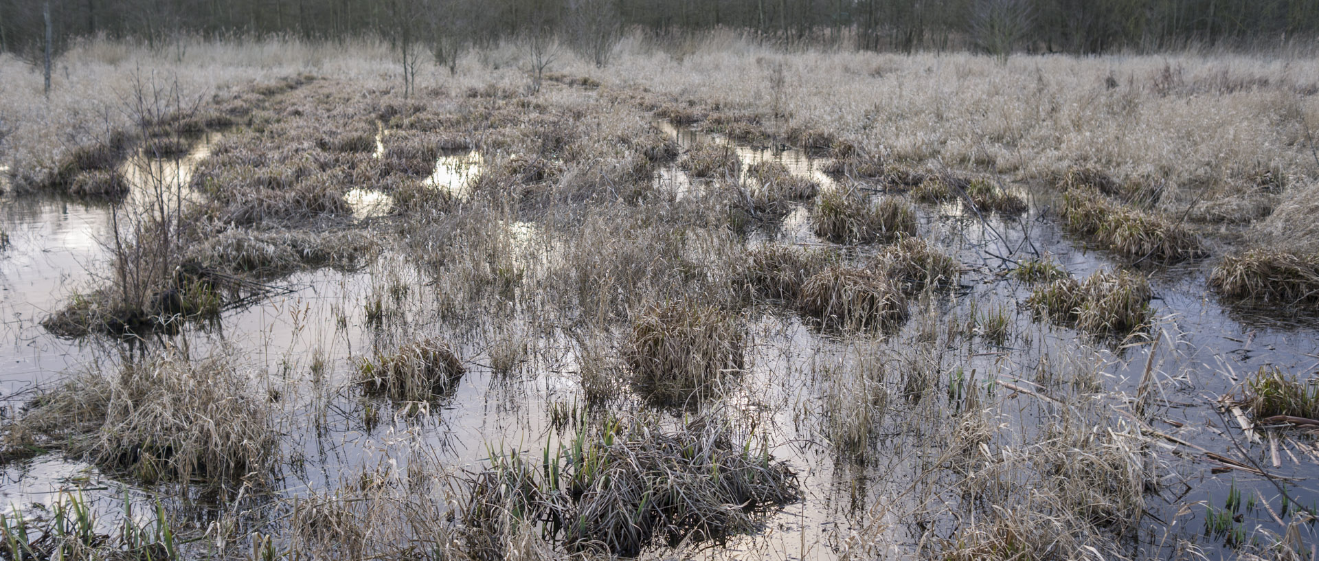 Lundi 23 février 2015, 17:33, marais de la Marque, Péronne en Mélantois