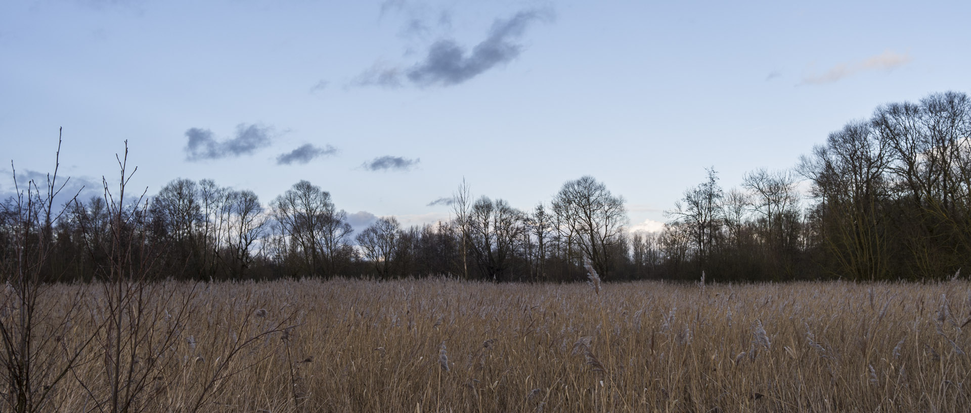 Lundi 23 février 2015, 17:34, marais de la Marque, Péronne en Mélantois