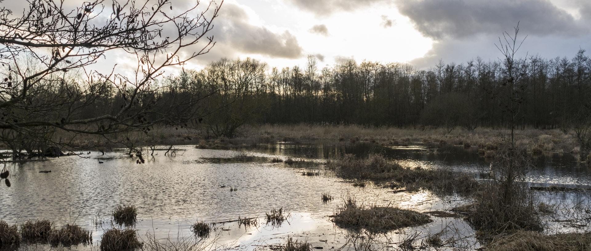 Lundi 23 février 2015, 17:37, marais de la Marque, Péronne en Mélantois