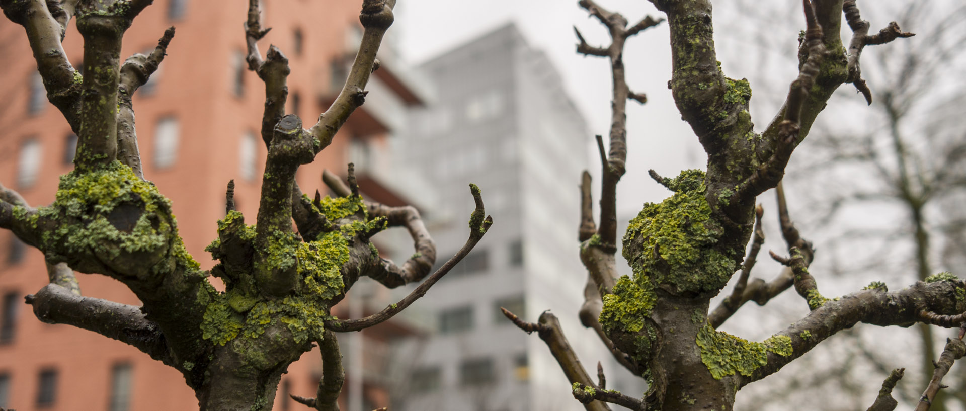 Mardi 24 mars 2015, 17:50, jardins de l'Europe, La Madeleine