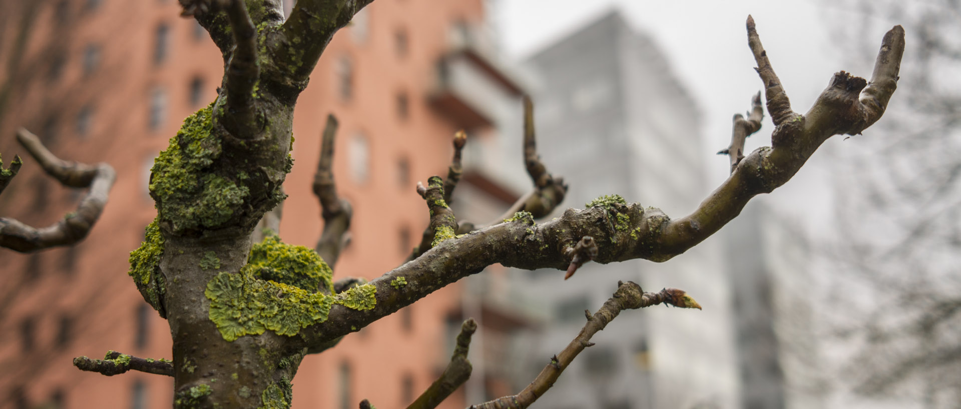 Mardi 24 mars 2015, 17:52, jardins de l'Europe, La Madeleine