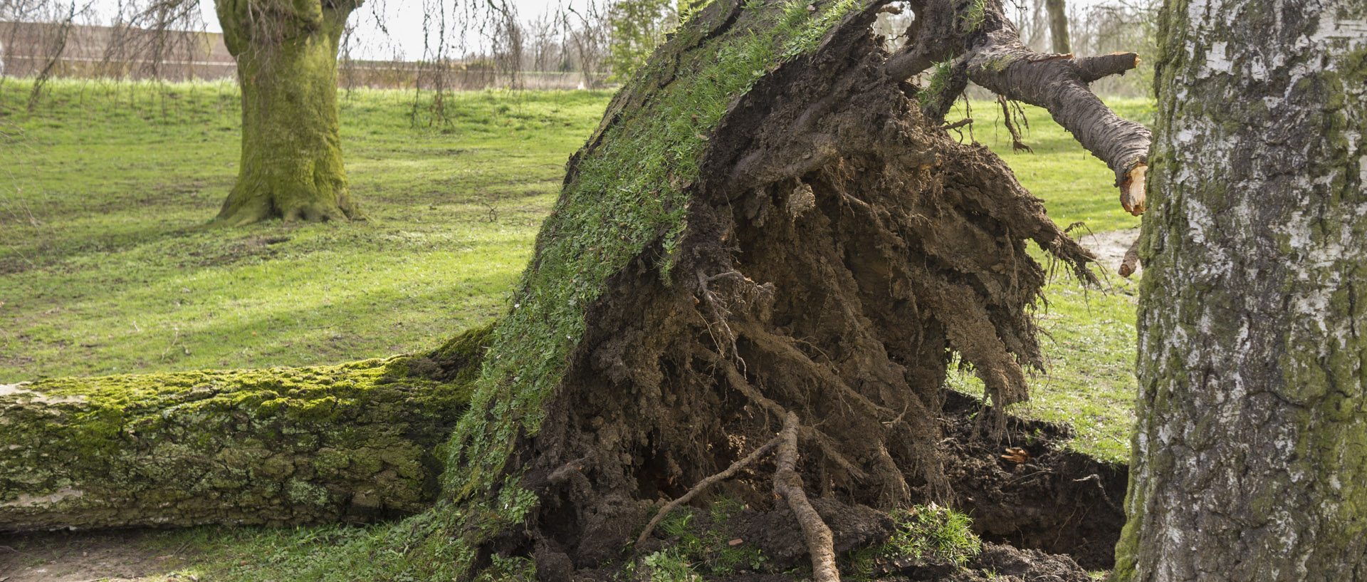 Jeudi 2 avril 2015, 15:35, bois de la Deûle, Lille